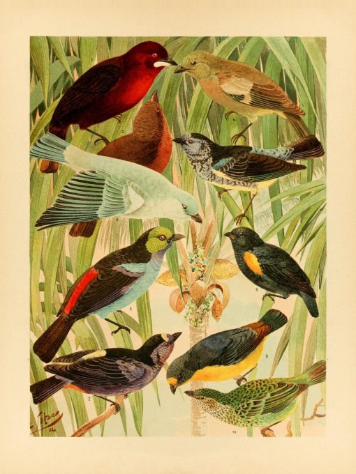 Ilustración de aves